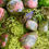 Thumbnail: Unakite Tumbled Stones