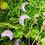 Thumbnail: Rose Quartz Cresent Moon