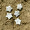 Thumbnail: Howlite Stars