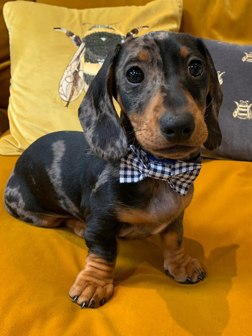 Sausage Dog Daschund