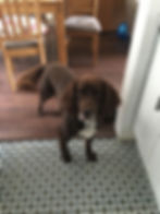 Sprocker Spaniel