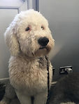 Sheepdog.jpeg