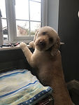 labradoodle.jpeg