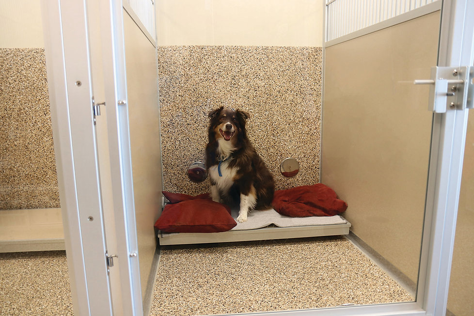 DOG BOARDING Pet Resort Paws+Claws Rescue & Resort Hackensack
