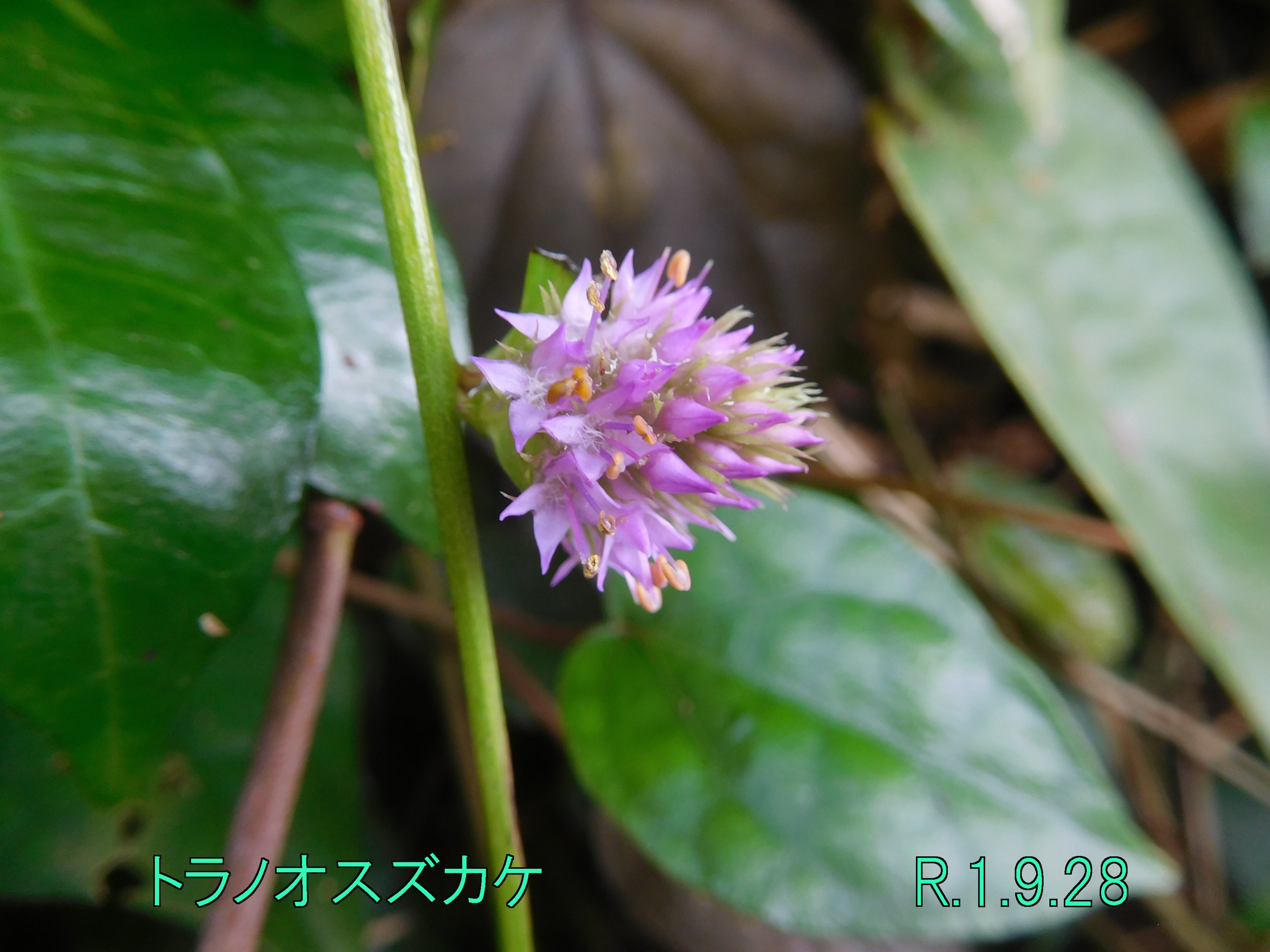 今日のお花 トラノオスズカケ 今日のお花 トラノオスズカケ