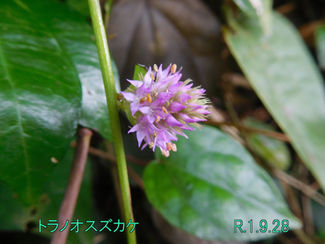 今日のお花:トラノオスズカケ