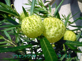 今日のお花:フウセントウワタ