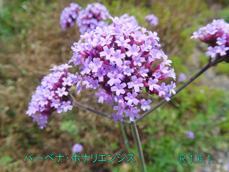 今日のお花:バーベナ・ボナリエンシス