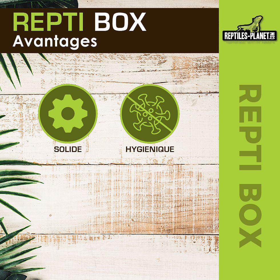 Miniaturbild: Repti Box L - Transportbox aus Kunststoff mit Deckel - 32,5x22x21 cm
