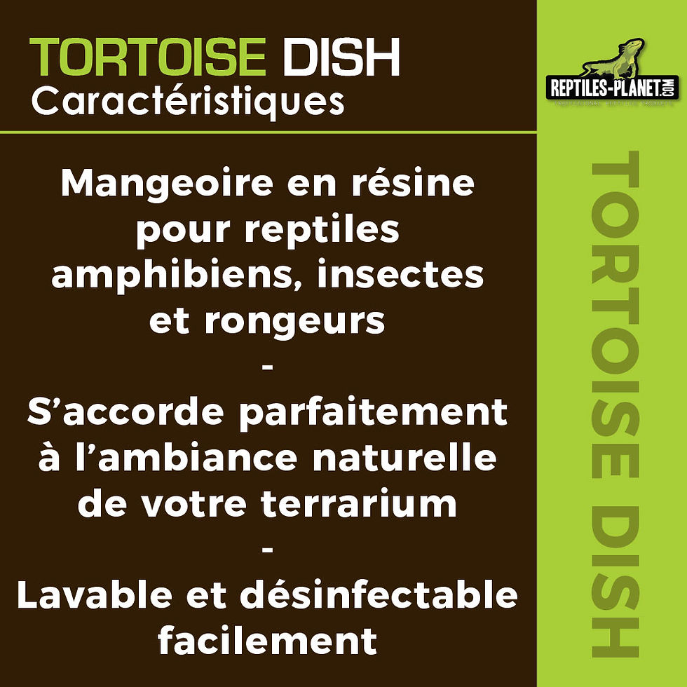 Thumbnail: Tortoise Dish - Feeding Bowl for Tortoise - 16x10x2 cm

