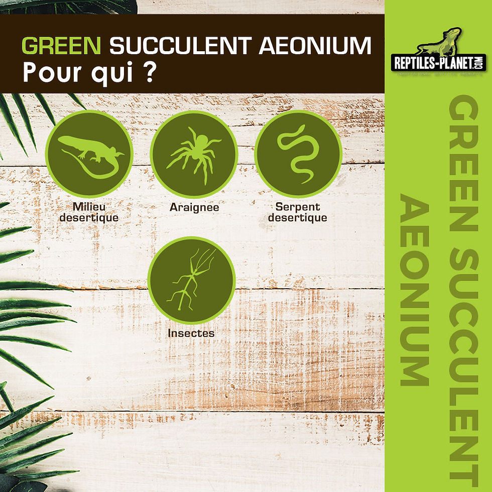 Thumbnail: Green Succulent Aeonium - Artificial Plant - 11 cm
