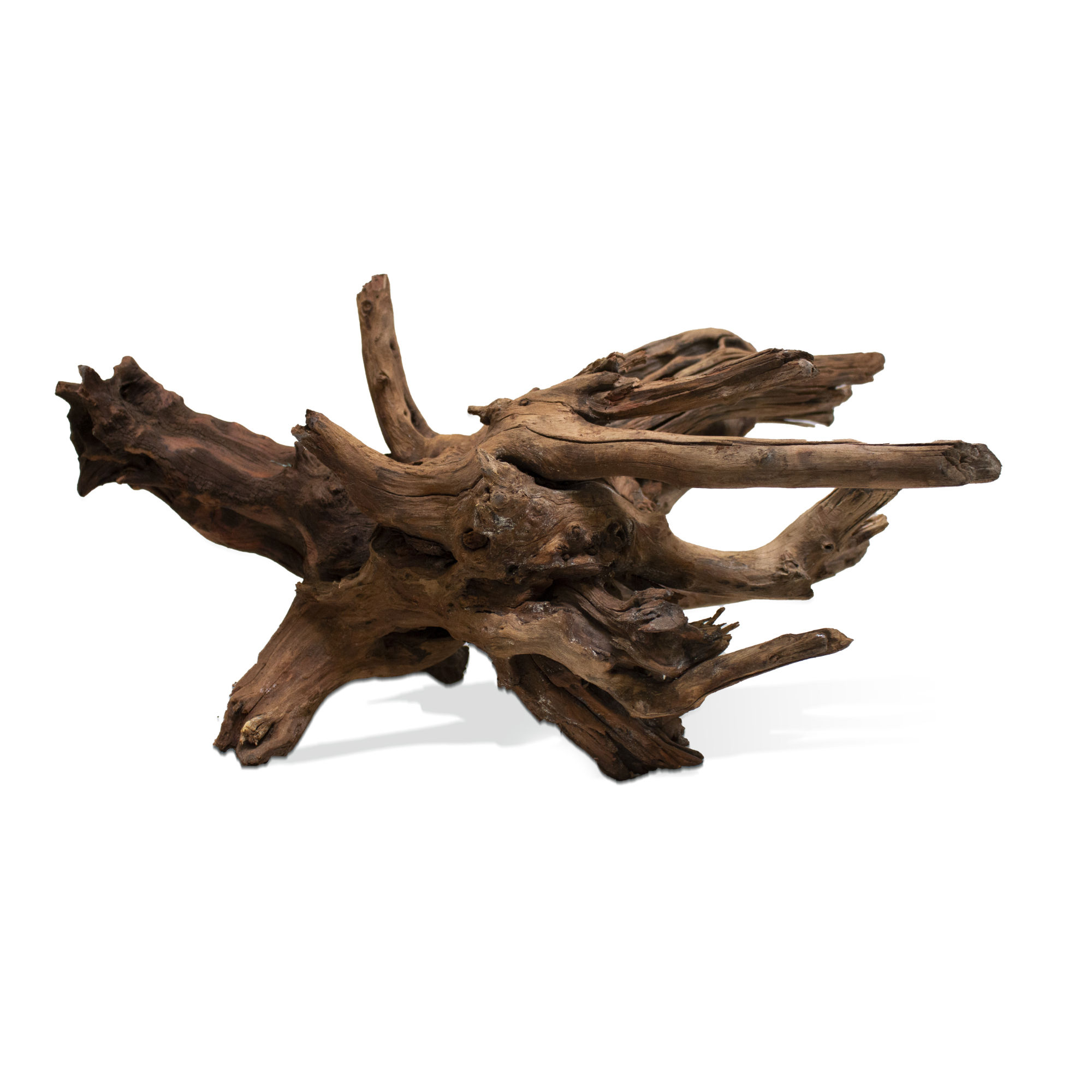 Racine Sinknature - 50 à 70 cm