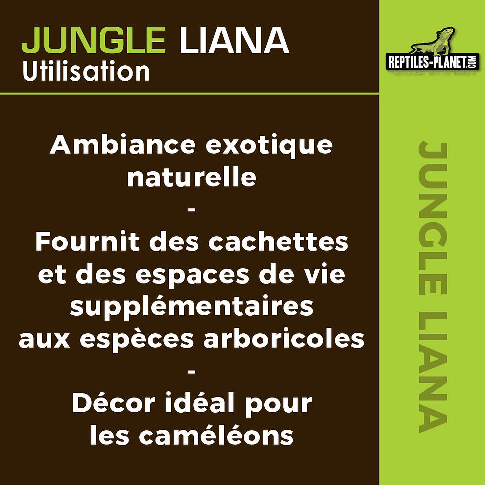 Thumbnail: Jungle Liana - Natuurlijke Liaan - Ø 3 tot 4 cm - L 1 tot 1,2 m
