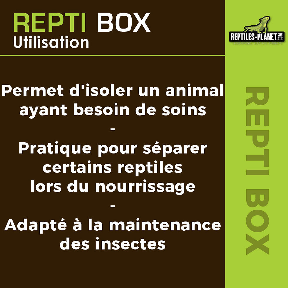 Miniatura: Repti Box L - Scatola di Trasporto in Plastica con Coperchio - 32,5x22x21 cm

