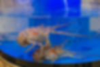 alive-lobsters-water-tank-seafood-market.jpg