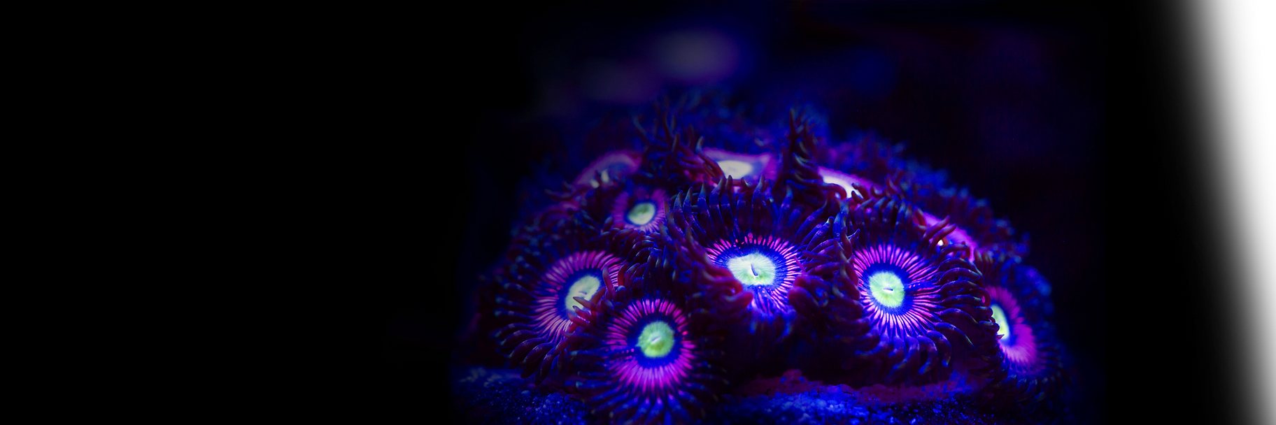 Fond_zoanthusXL.png
