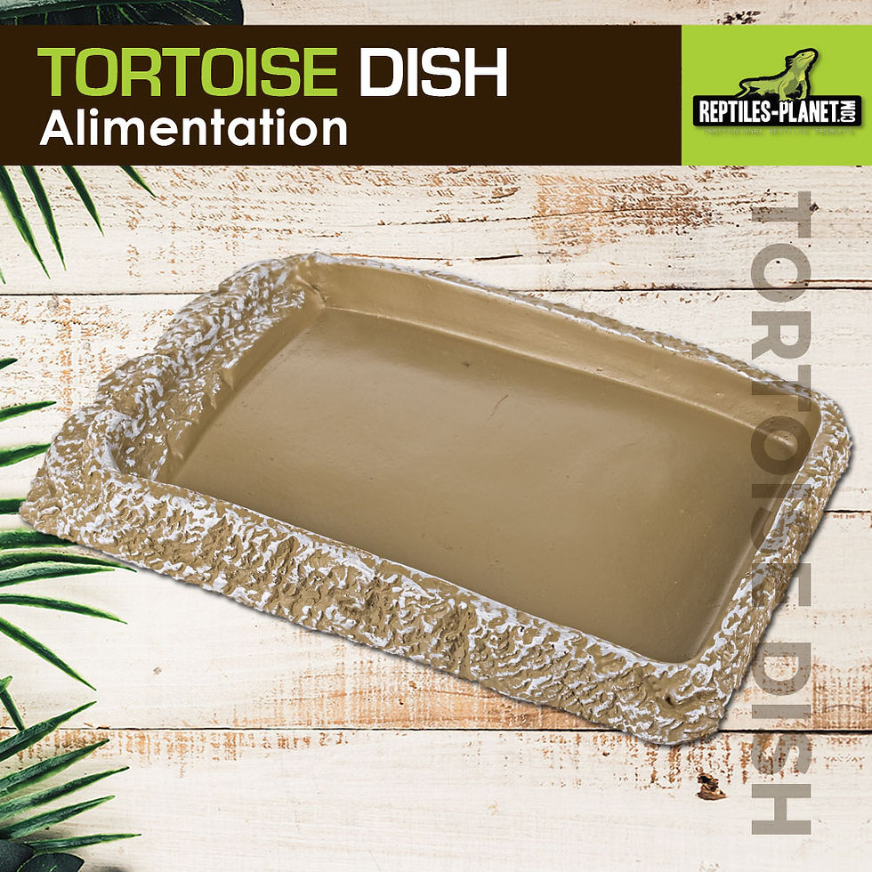 Thumbnail: Tortoise Dish - Feeding Bowl for Tortoise - 16x10x2 cm

