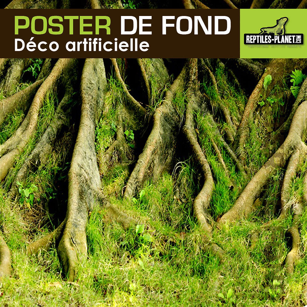 Miniatura: Póster Amazonie Tree Roots - 2 faces - 0,40x15 m