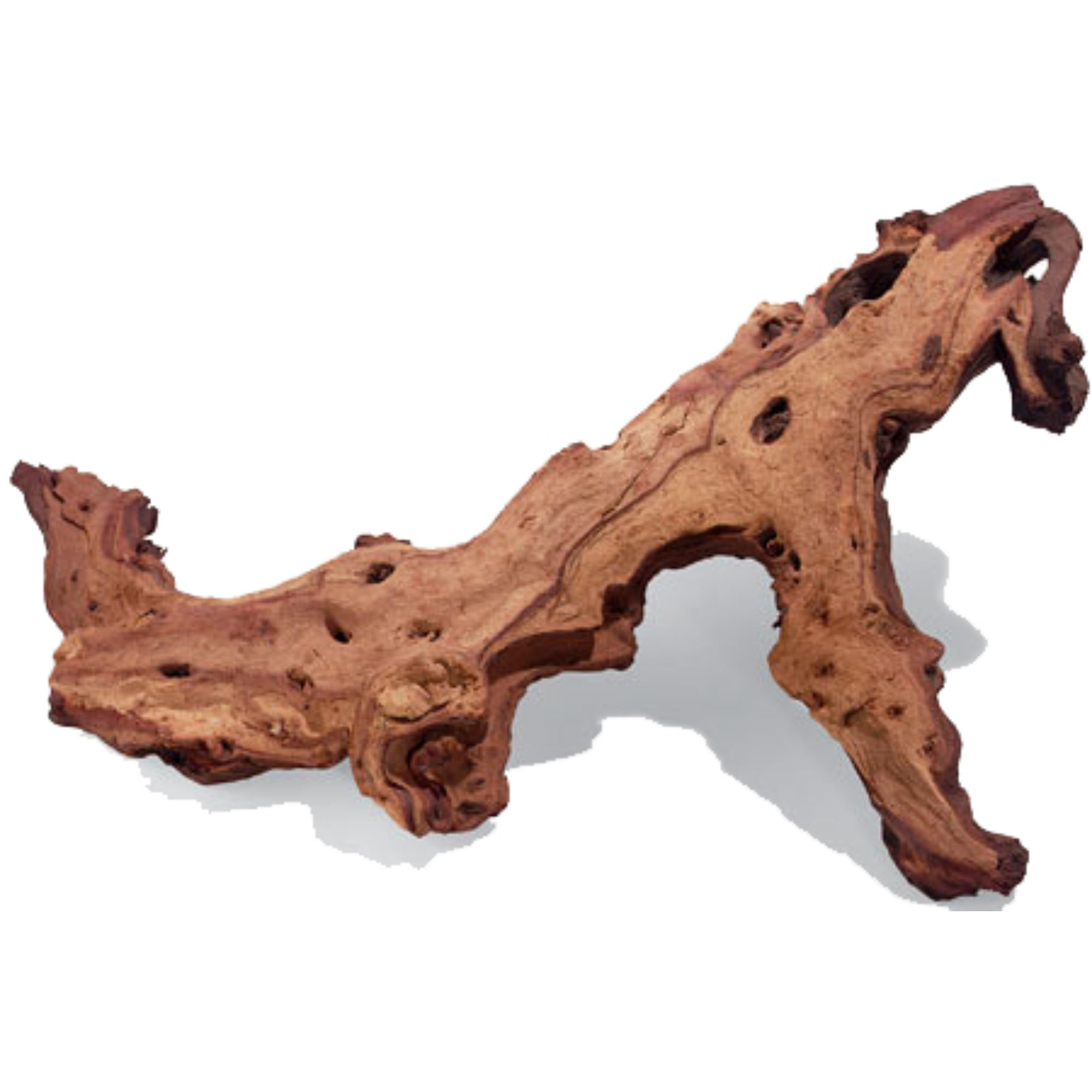 Racine Mopani - 20 à 40 cm