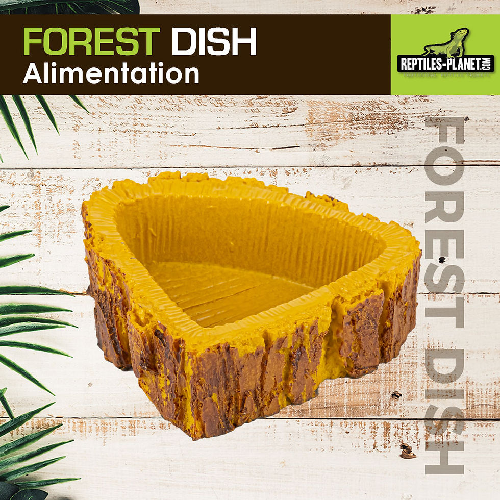 Miniaturbild: Forest Dish - Futterschale oder Tränke für Reptilien - 7,5x8,5x3 cm
