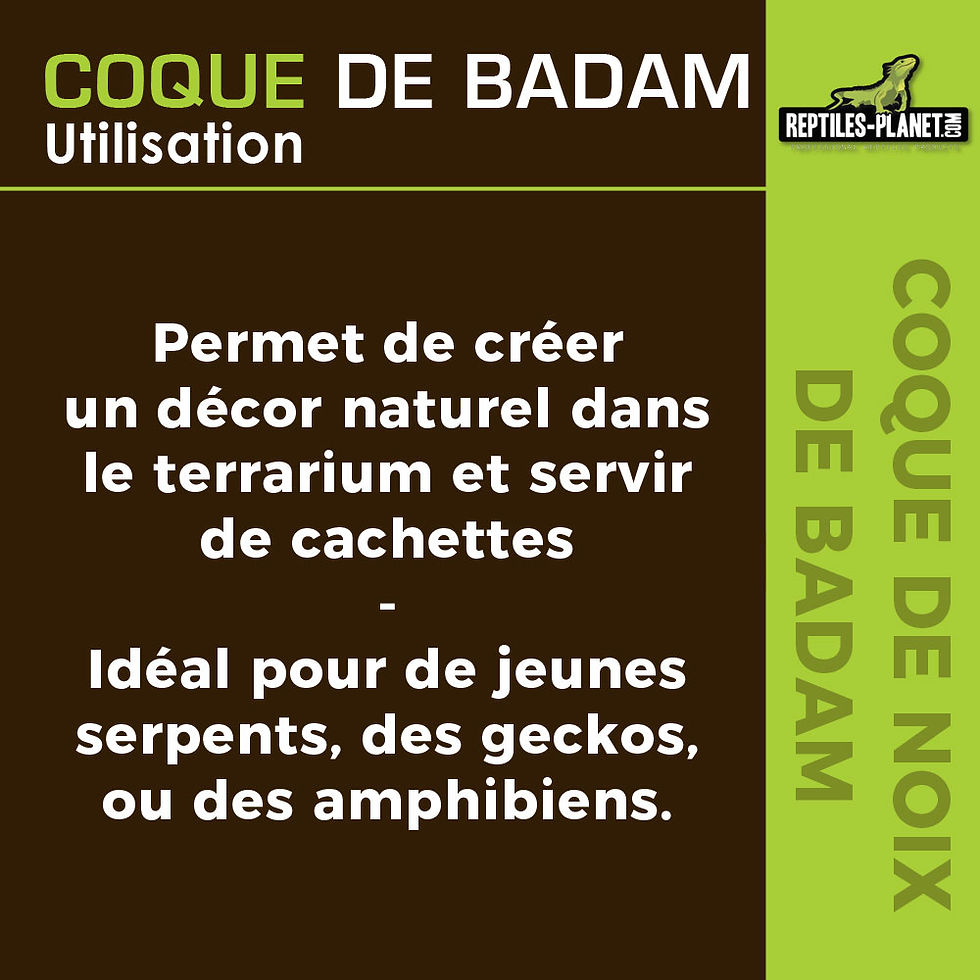 Miniature : Coque de noix de Badam