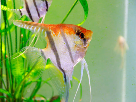 L’importance de simuler les levers et couchers de soleil en aquarium