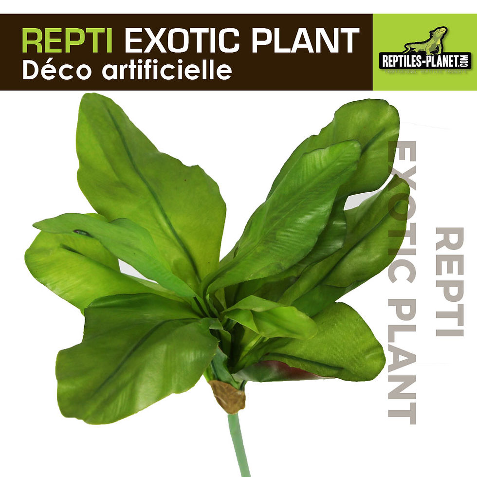 Miniatura: Repti Exotic Plant - Musa Basjoo Sieb