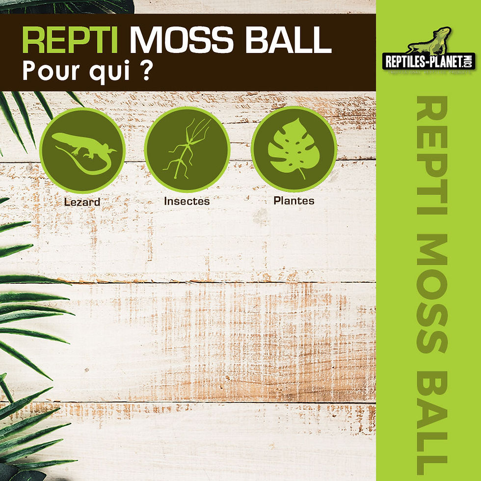 Miniaturbild: Repti Moosball - Halter für Vita Jelly
