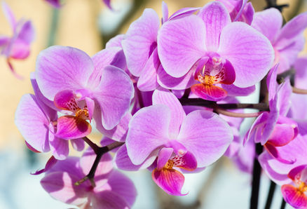 Orchidées