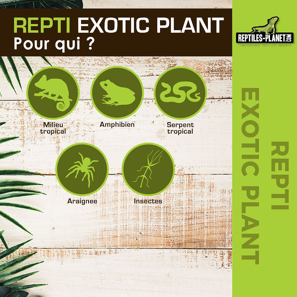 Miniatura: Repti Exotic Plant - Philodendron