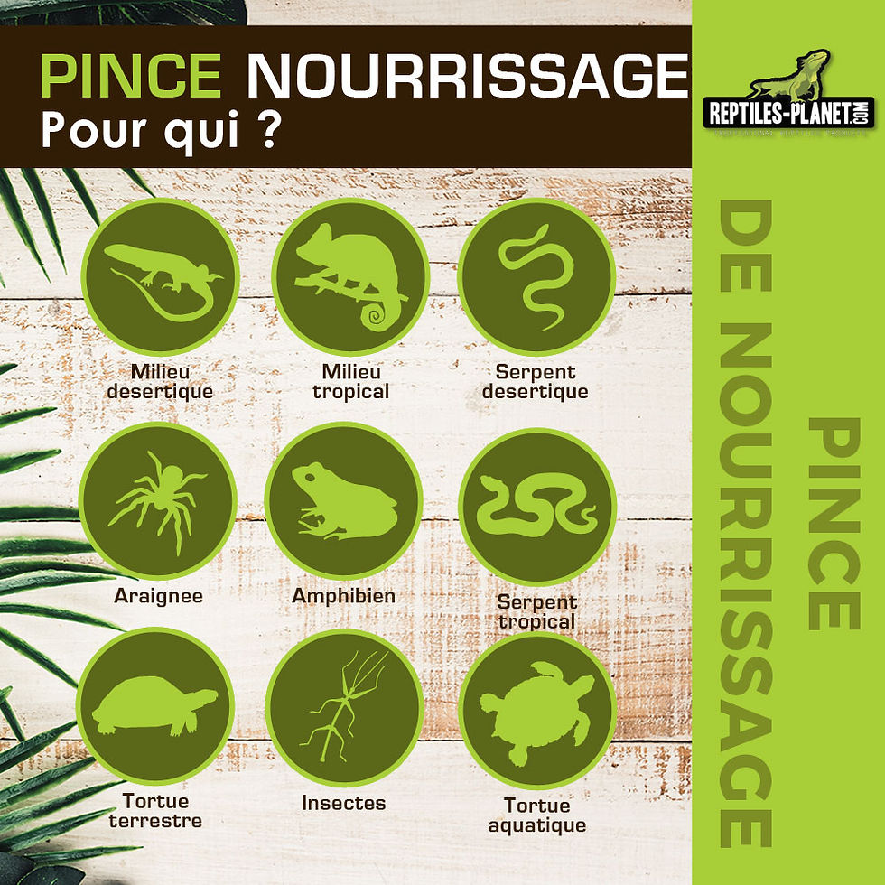 Miniatura: Pinza de alimentacion curva - 40 cm