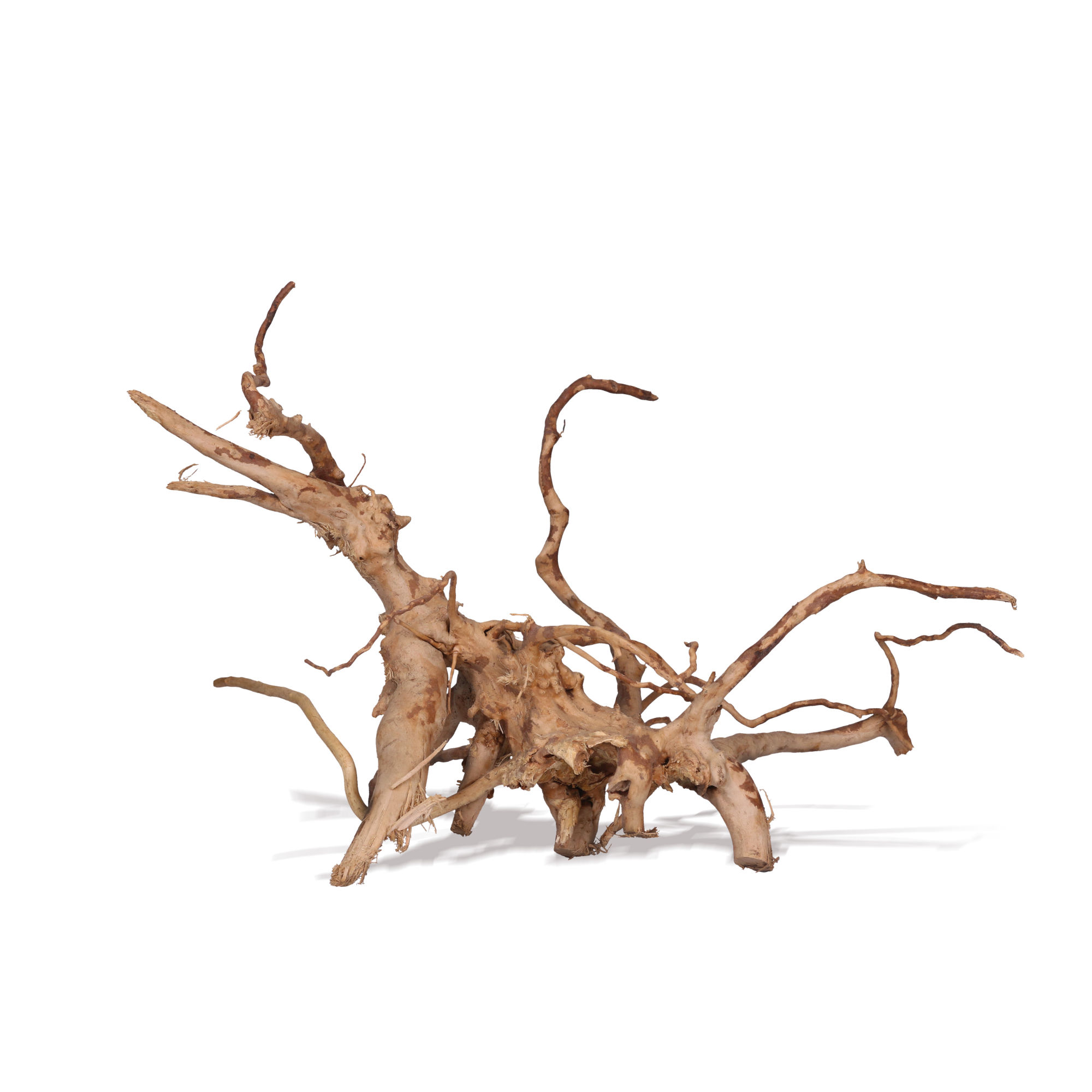 Vigne rare rouge - 20 à 45cm