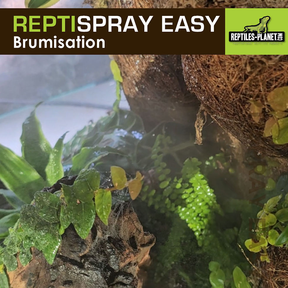 Miniatura: Reptispray Easy 300 ml - Nebulizzatore a spruzzo prolungato
