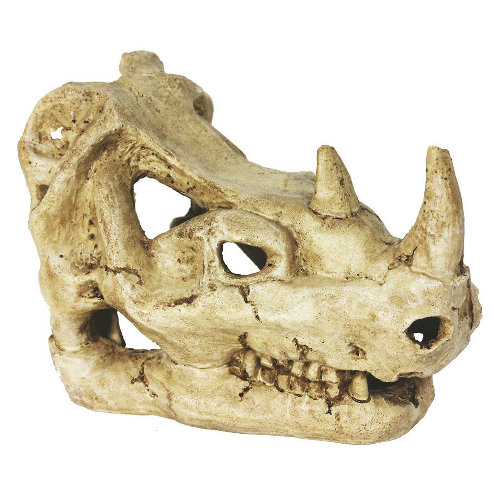 Décoration crâne pour terrarium