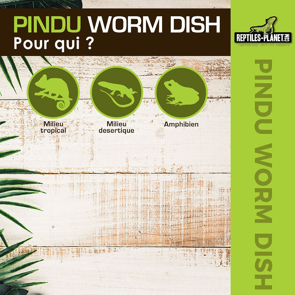 Miniaturbild: Pindu Worm Dish - Mehlwurmverteiler - 11,5x8,5x4 cm
