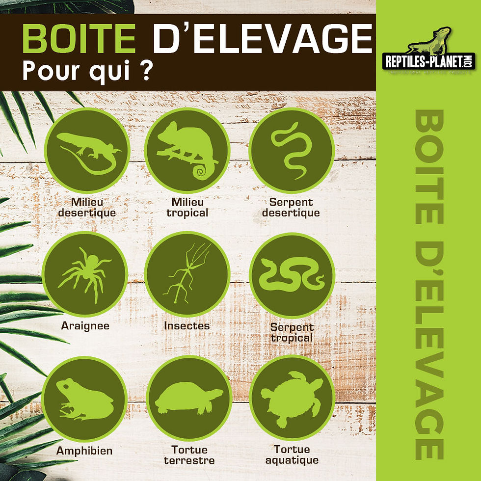 Miniature : Boite d'Elevage pour Repiles et Insectes S - 19x12,5x7,5 cm