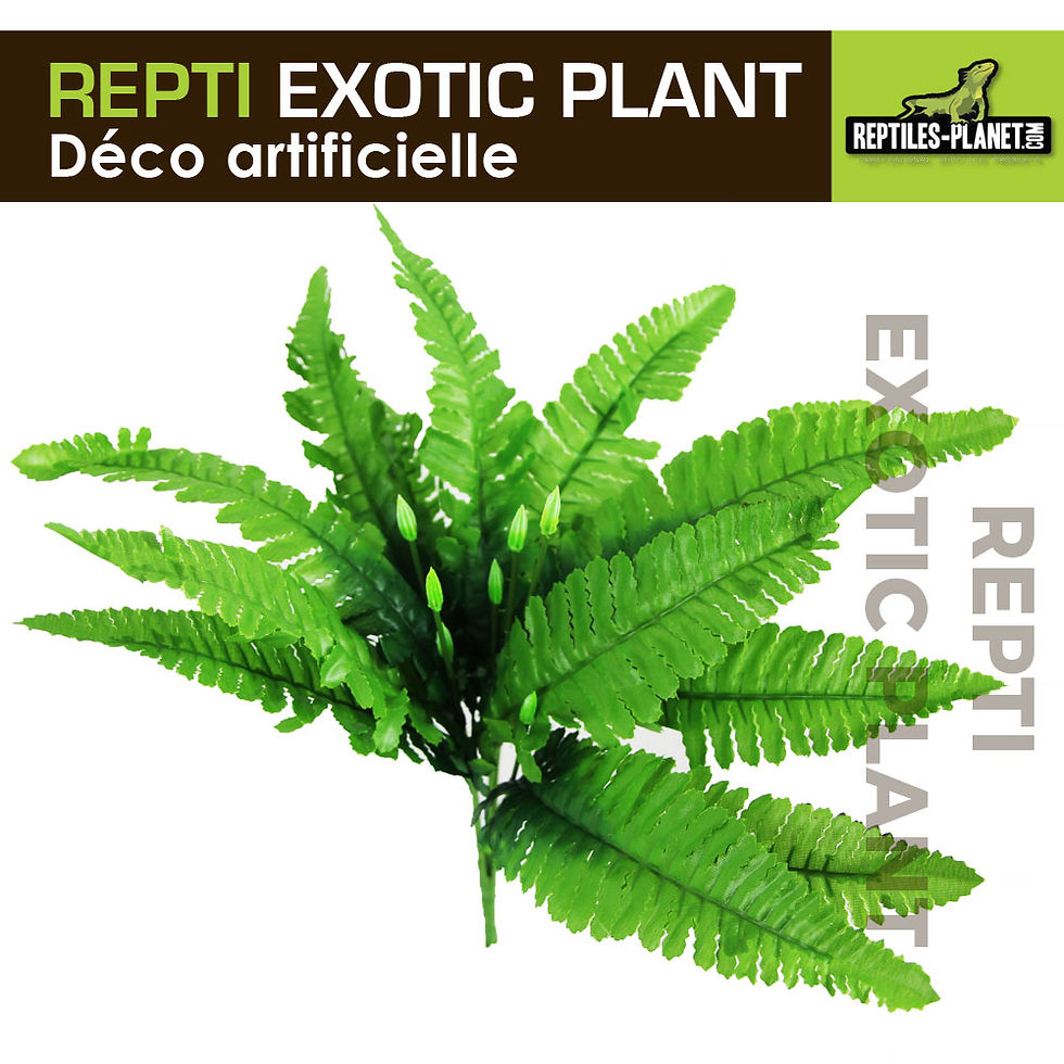 Miniatura: Repti Exotic Plant - Nephnolepis Cordifoolia Presl