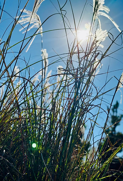 Sun flare over ornamental grass
