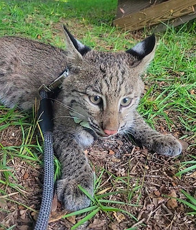 Bobcat - Danger learning the leash.jpg