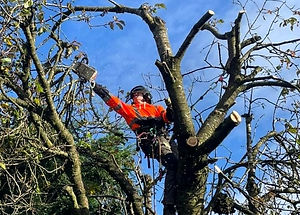 tree pruning, tree surgery