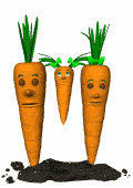 carrot-family-swing-md-wht
