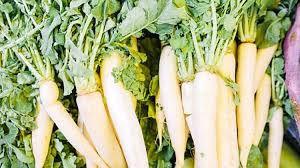 Thumbnail: Radish.   माईन मुळा