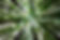 a forest