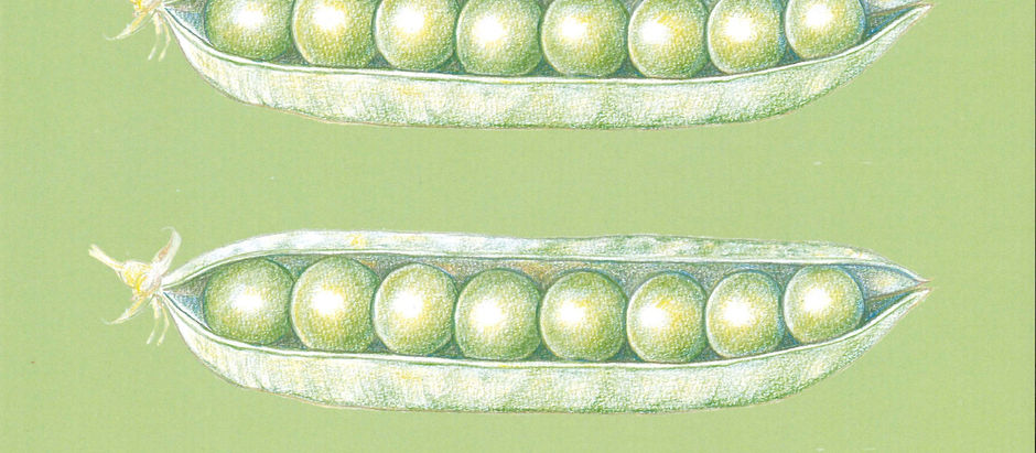 まもりうたの過程について-質問にお答えします【その2】まめさやについて