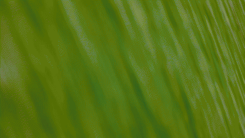 260114_GFM_MIKE HALL JR_GIF_v1.gif