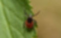 master-mosquito-service-tick-control.jpg