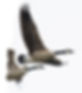 Refugee Protection • Appeals & Reviews • Family Sponsorship • Complex Cases_edited.jpg