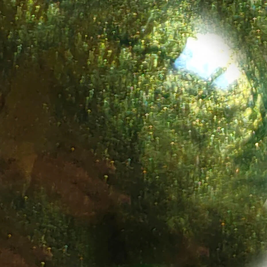 Green Gold