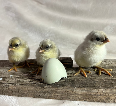 Silverudd Blue Chicks