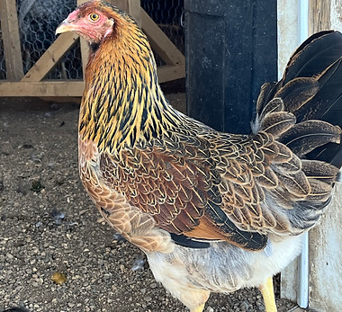 Whiting True Blue Chicken